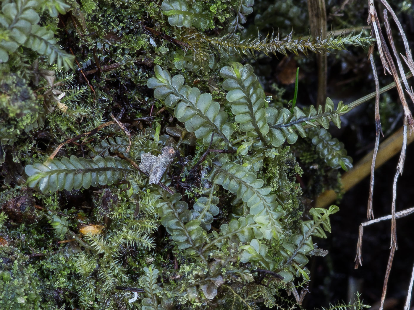 Изображение особи Plagiochila porelloides.