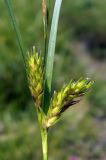 Carex hirta