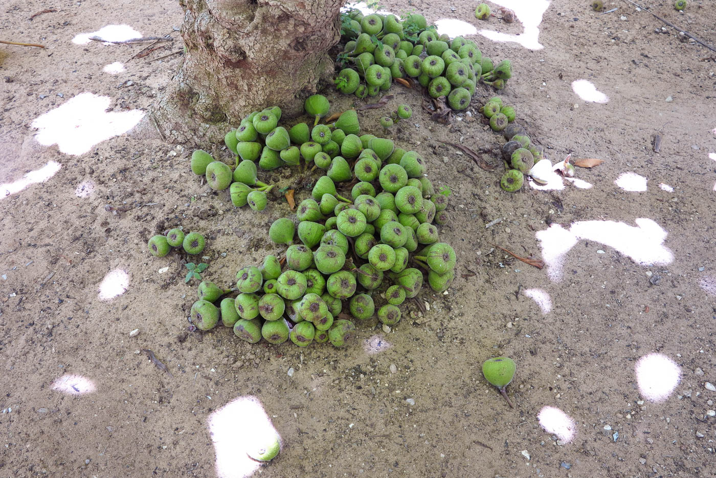 Изображение особи Ficus auriculata.