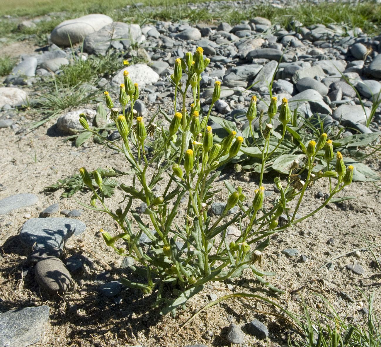 Изображение особи Senecio dubitabilis.