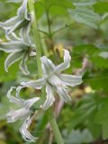 Ornithogalum boucheanum. Часть соцветия. Днепропетровская обл., байрачный лес в верховьях р. Самоткани. 07.05.2010.