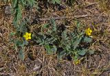Potentilla bifurca