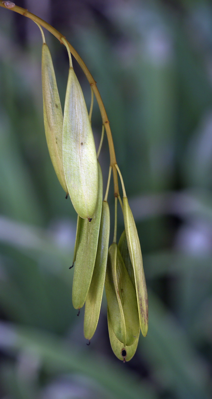 Изображение особи Fraxinus excelsior.