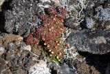 Diapensia obovata