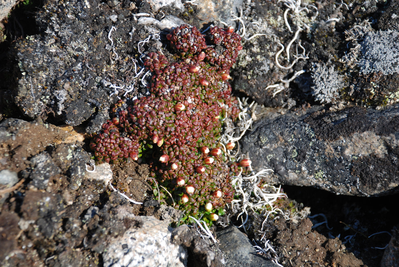 Image of Diapensia obovata specimen.