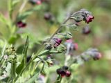 Cynoglossum officinale