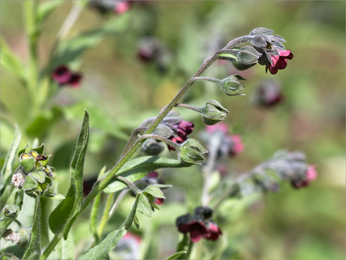 Изображение особи Cynoglossum officinale.