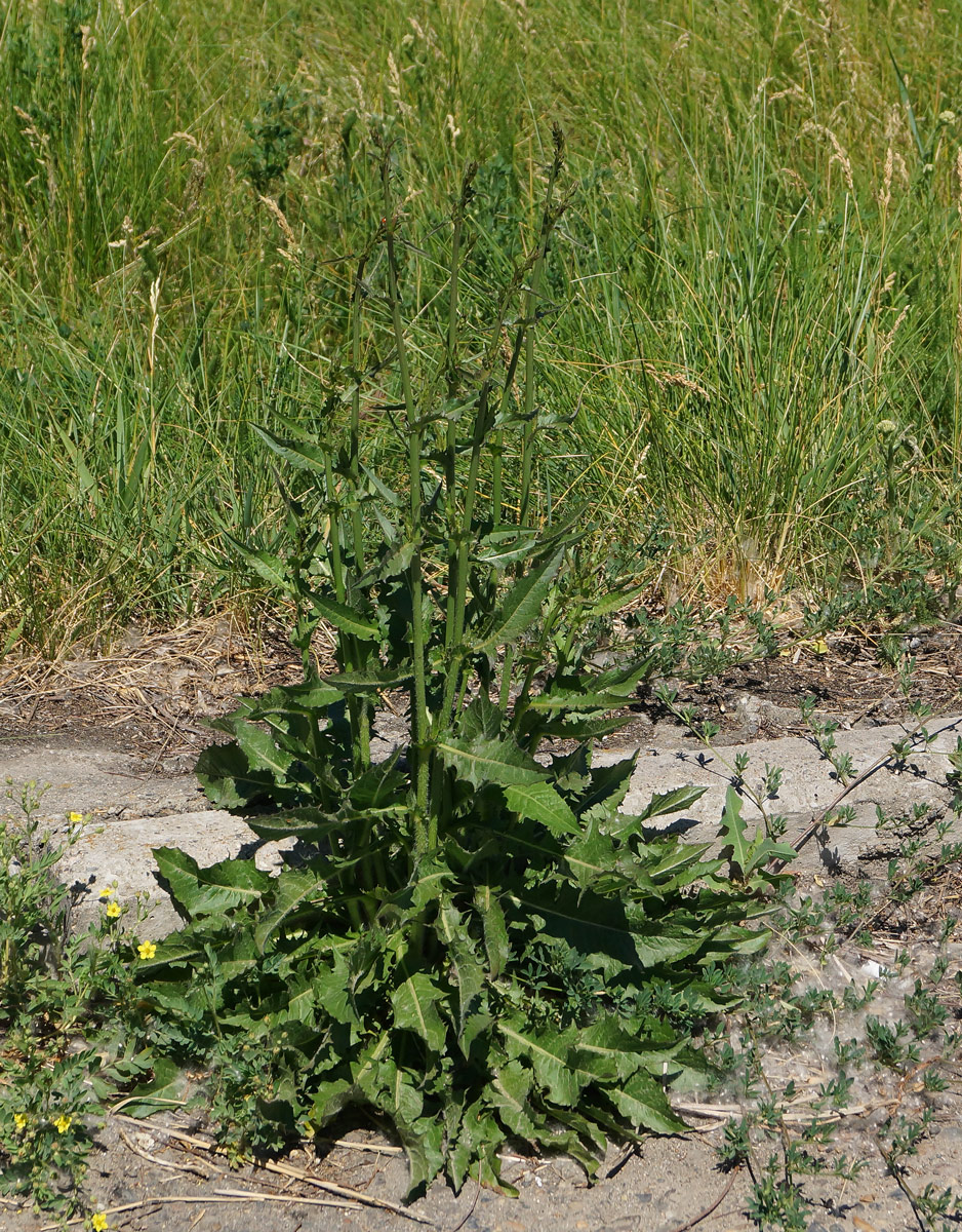 Image of Cichorium intybus specimen.