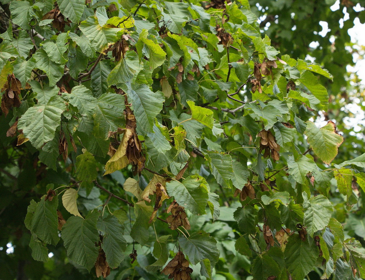 Image of Acer tataricum specimen.