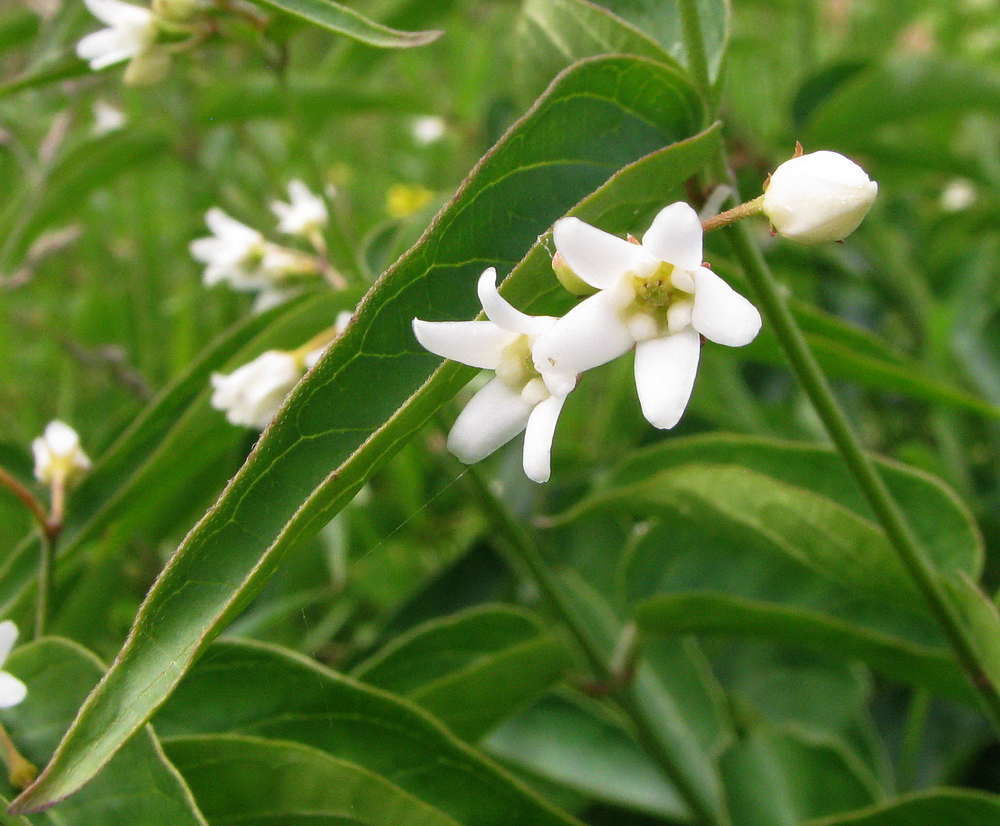 Image of Vincetoxicum hirundinaria specimen.