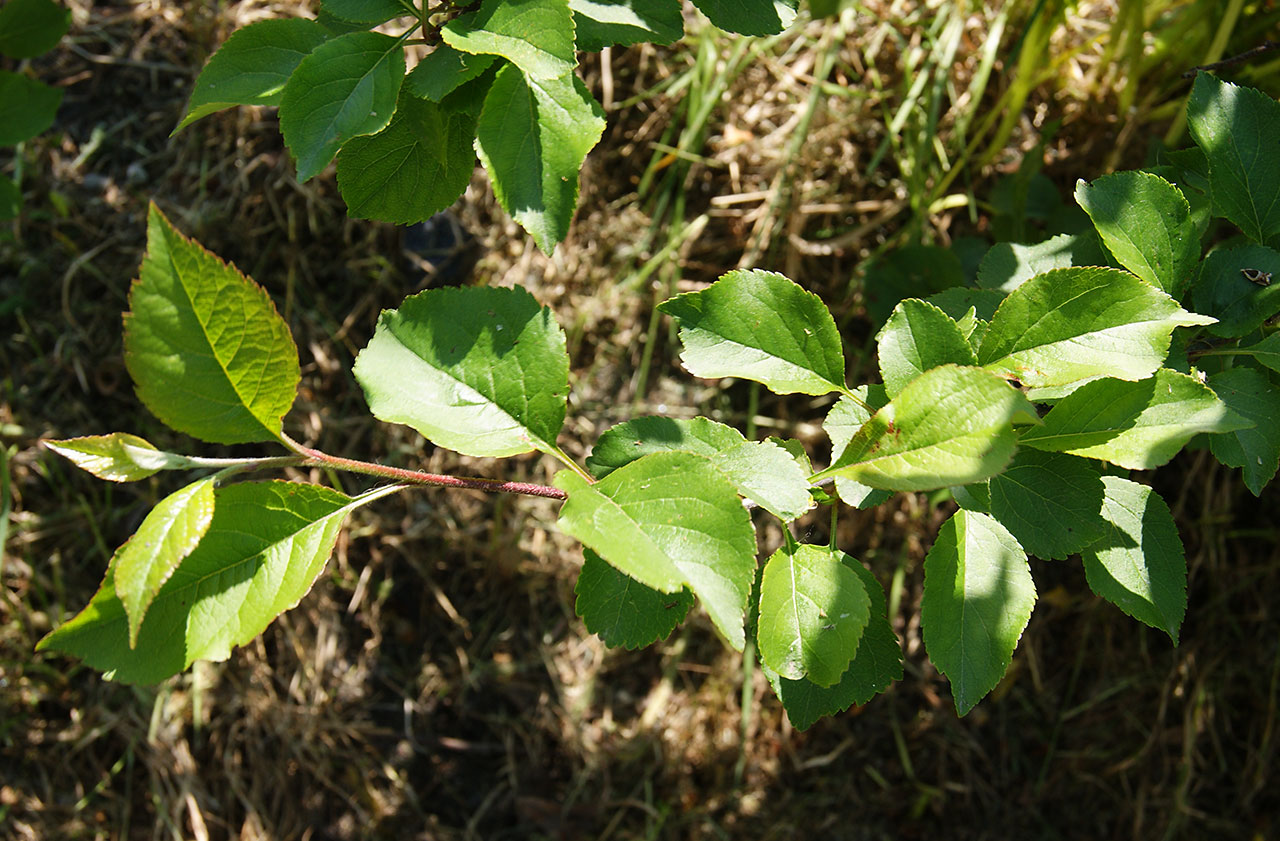 Изображение особи Malus domestica.