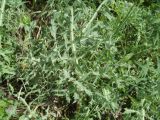 Eryngium campestre
