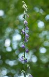 Campanula rapunculoides. Верхняя часть соцветия. Краснодарский край, г. Сочи, Лазаревский р-н, с. Верхнерусское Лоо, склон горы. 11.08.2017.