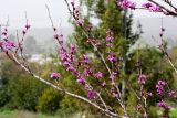 Cercis siliquastrum