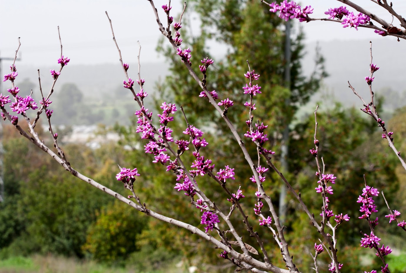 Изображение особи Cercis siliquastrum.