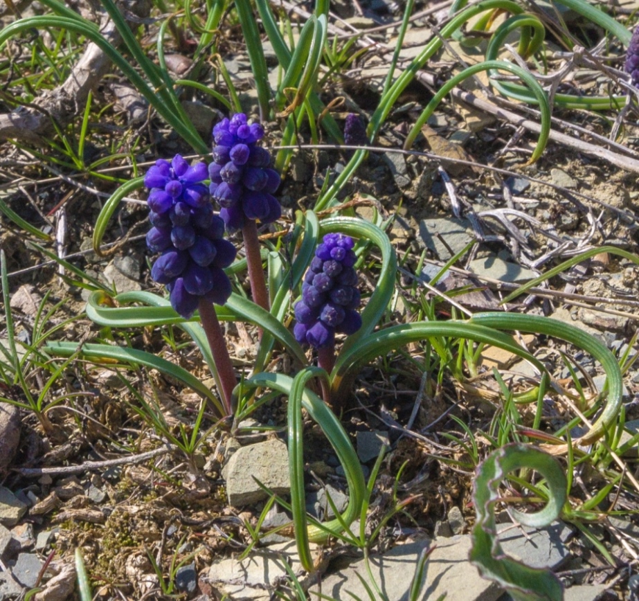 Изображение особи Muscari neglectum.