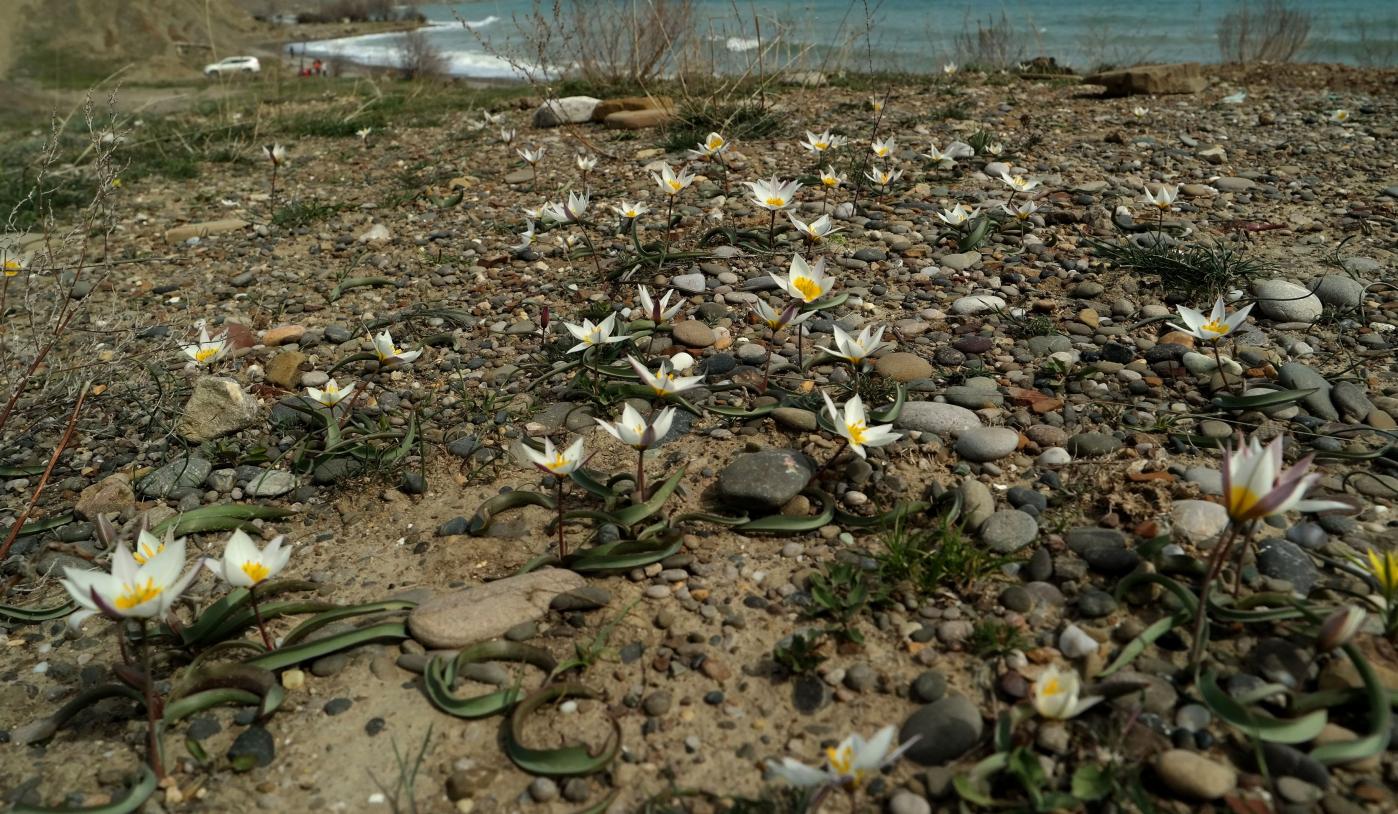 Image of Tulipa biflora specimen.