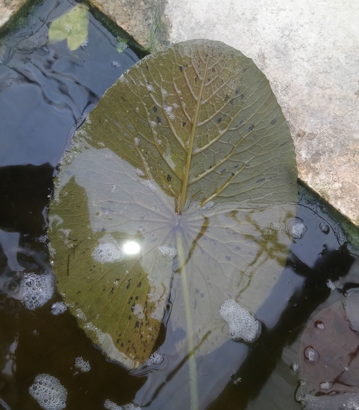 Image of Nymphaea rubra specimen.