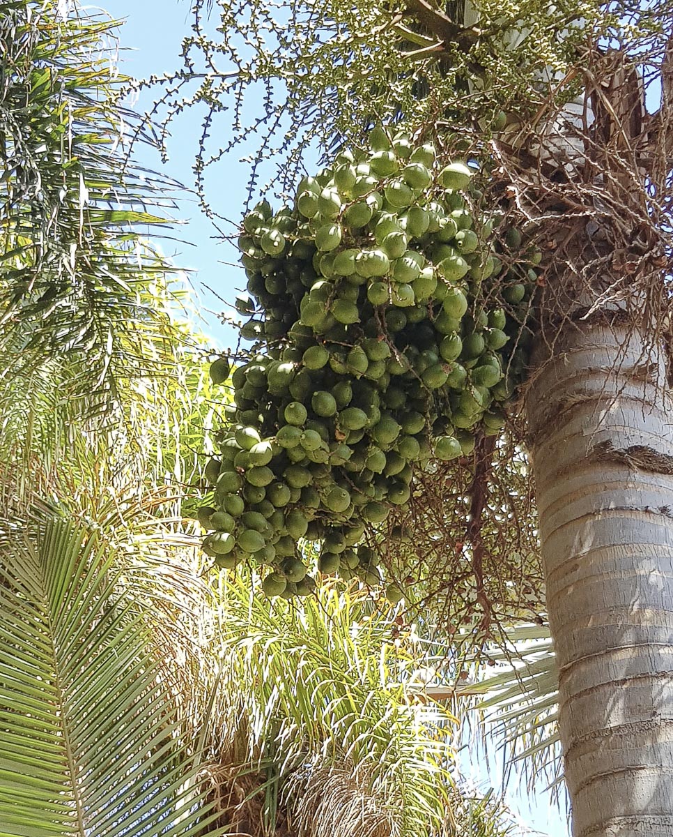 Image of Wodyetia bifurcata specimen.