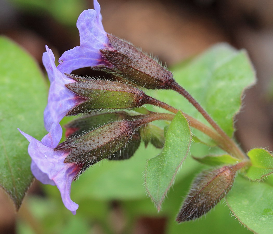 Изображение особи Pulmonaria obscura.