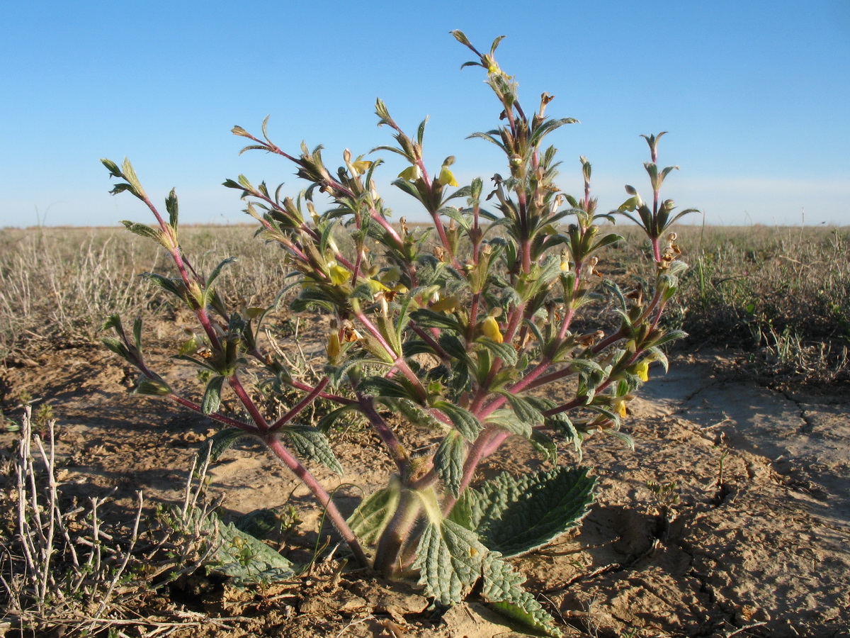 Image of Paraeremostachys dshungarica specimen.