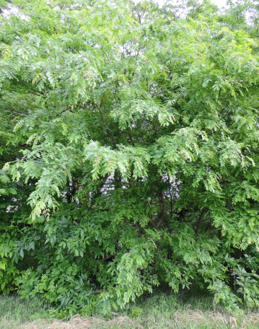 Изображение особи Gleditsia triacanthos.