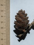 Larix sibirica