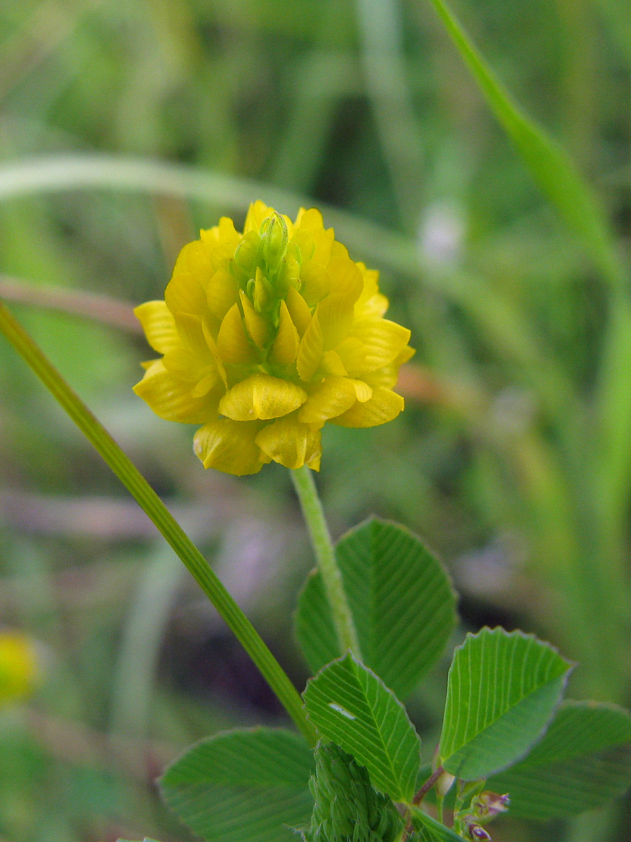 Image of Trifolium campestre specimen.