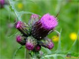 Cirsium rivulare