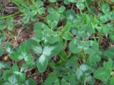 genus Trifolium