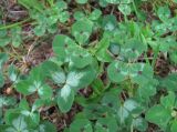 род Trifolium