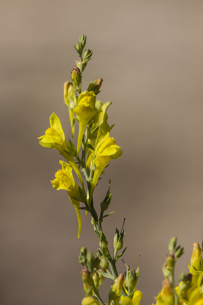 Image of Linaria genistifolia specimen.