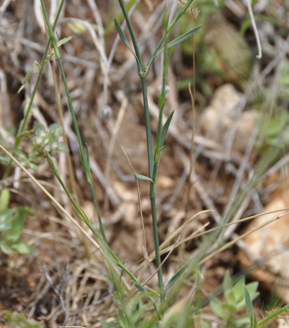 Изображение особи Petrorhagia dubia.