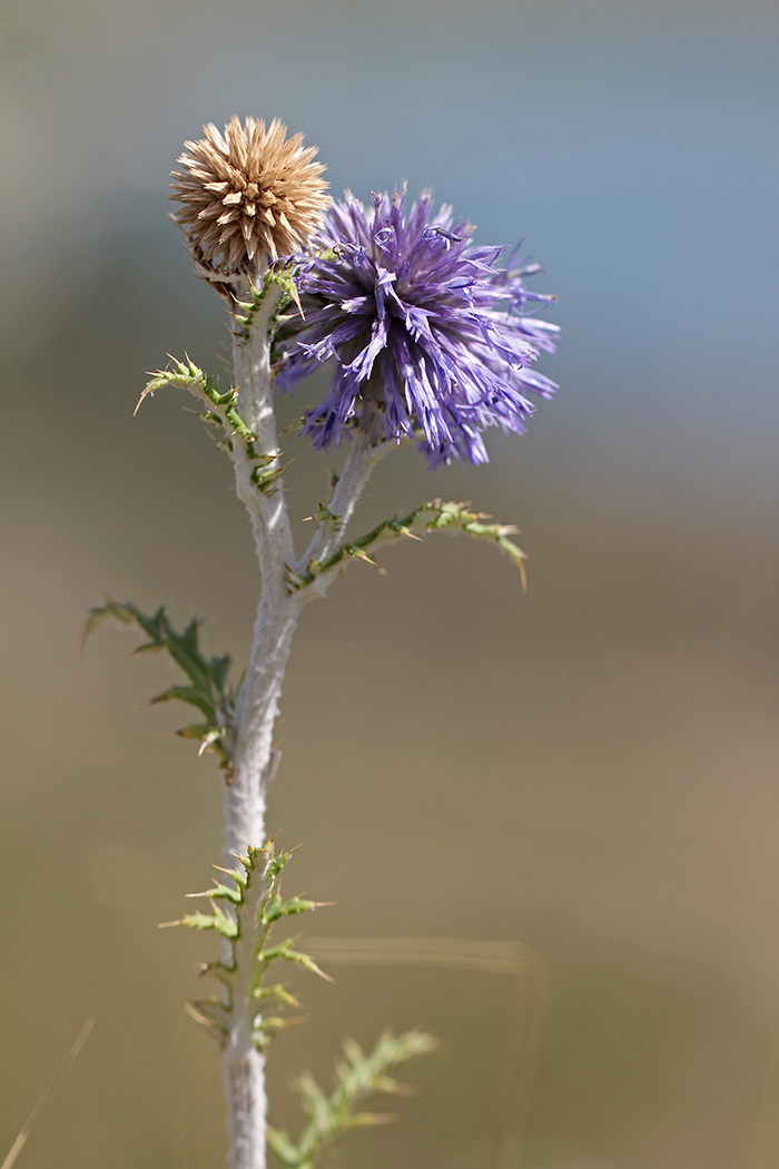 Image of Echinops biebersteinii specimen.