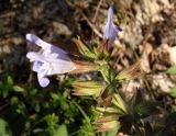 Salvia tomentosa. Верхняя часть соцветия. Крым, Белогорский р-н, возле Топловского монастыря, лесная полянка на склоне возле дороги к источникам. 11.08.2018.