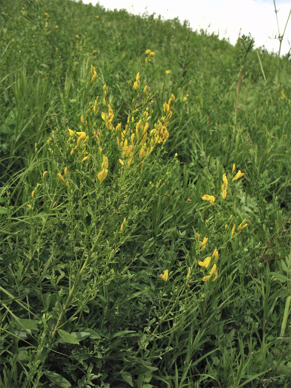 Image of Genista tinctoria specimen.