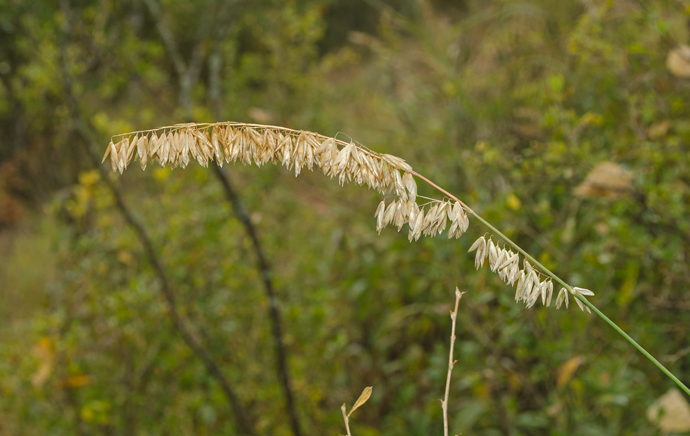 Image of Melica altissima specimen.