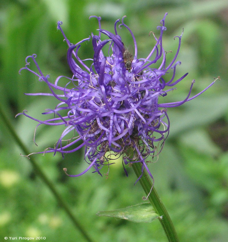 Image of genus Phyteuma specimen.