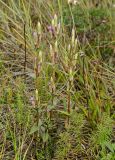 Gentianella amarella