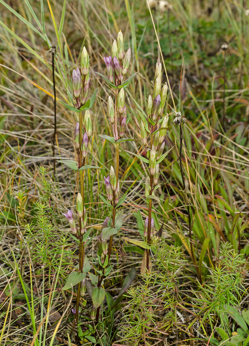 Изображение особи Gentianella amarella.