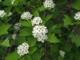 Crataegus dahurica. Соцветия и листья. Магаданская обл., г. Магадан, мкр-н Снежная Долина, частное подворье. 29.06.2018.