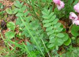 Polemonium boreale