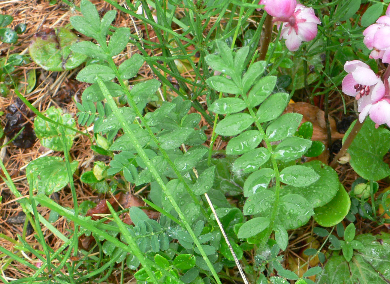 Image of Polemonium boreale specimen.