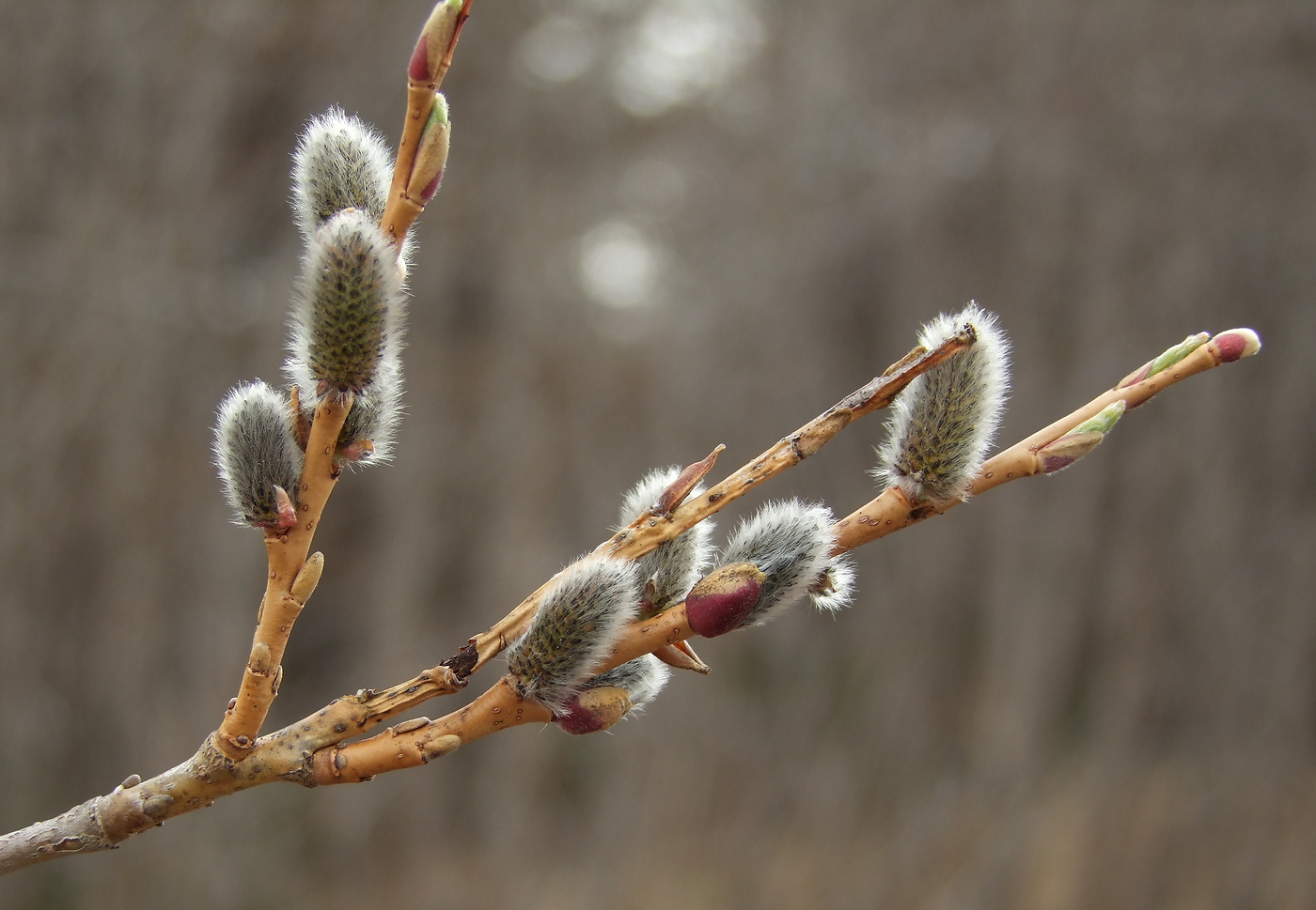 Изображение особи Salix udensis.