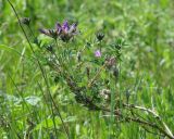 Astragalus suffruticosus