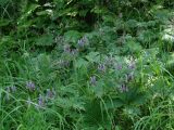 Aconitum septentrionale