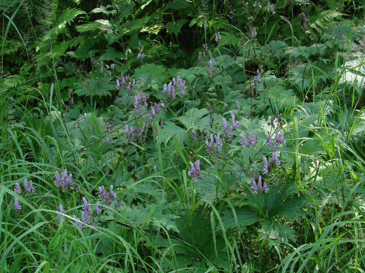 Изображение особи Aconitum septentrionale.