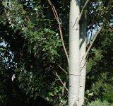 Populus alba