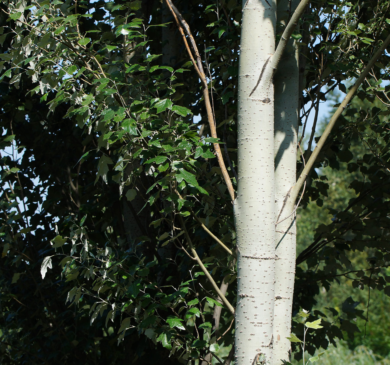 Image of Populus alba specimen.