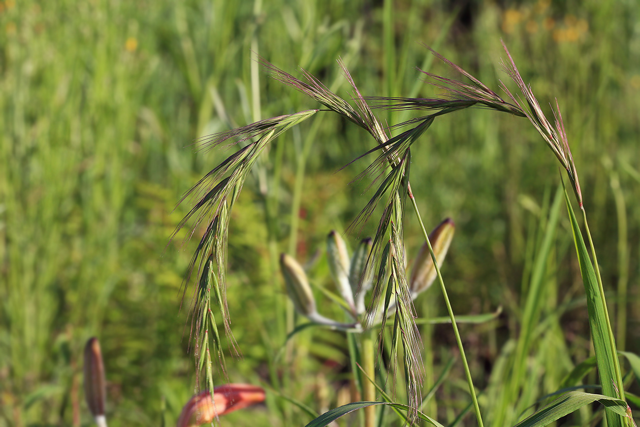 Image of Elymus sibiricus specimen.